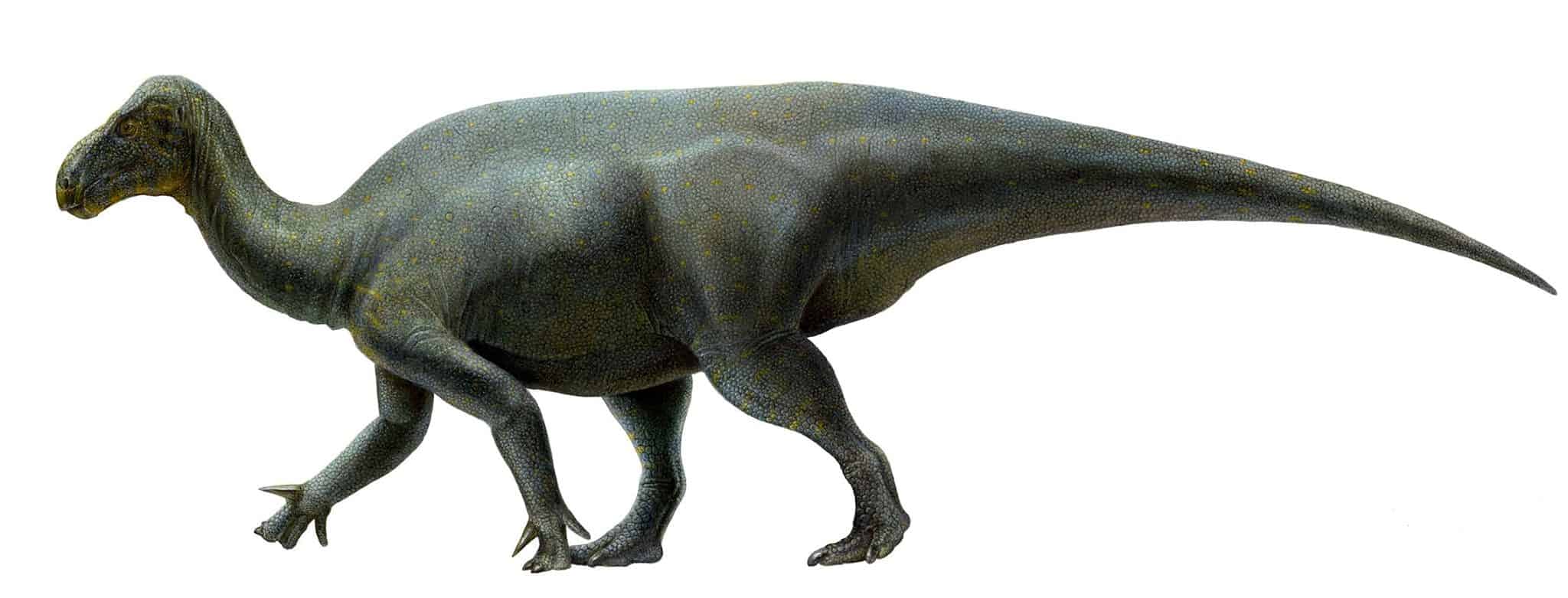 Игуанаколосс (динозавр)