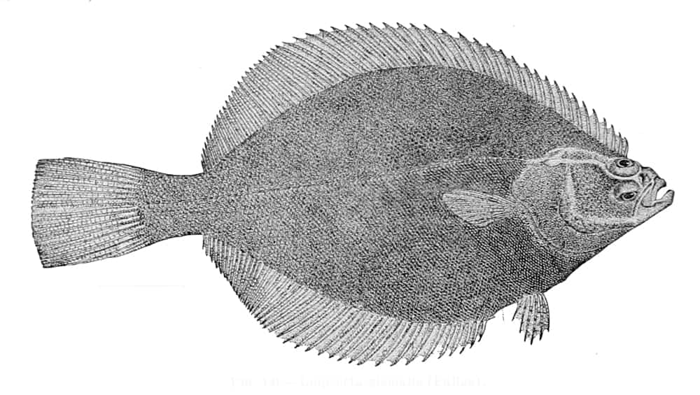 Arctic Flounder