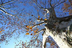 London Plane vs. American Sycamore Tree: 15 Differences Between These Towering Giants Picture