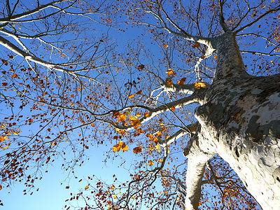 A London Plane vs. American Sycamore Tree: 15 Differences Between These Towering Giants