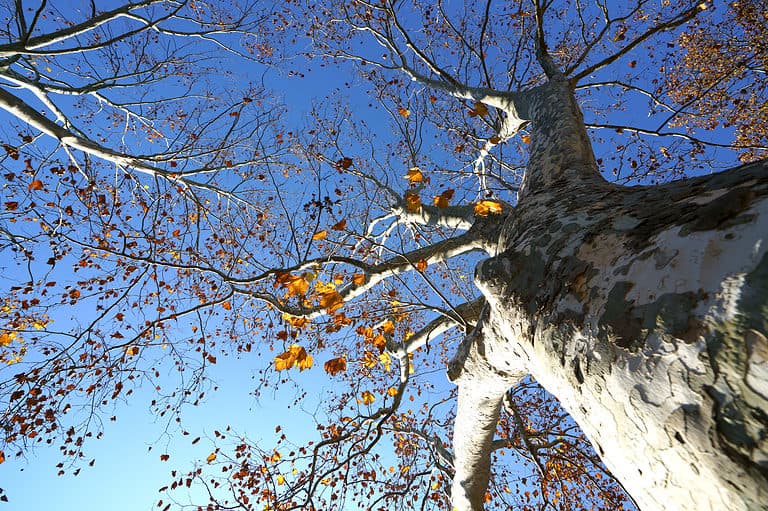 London Planetree or Platanus x acerifolia