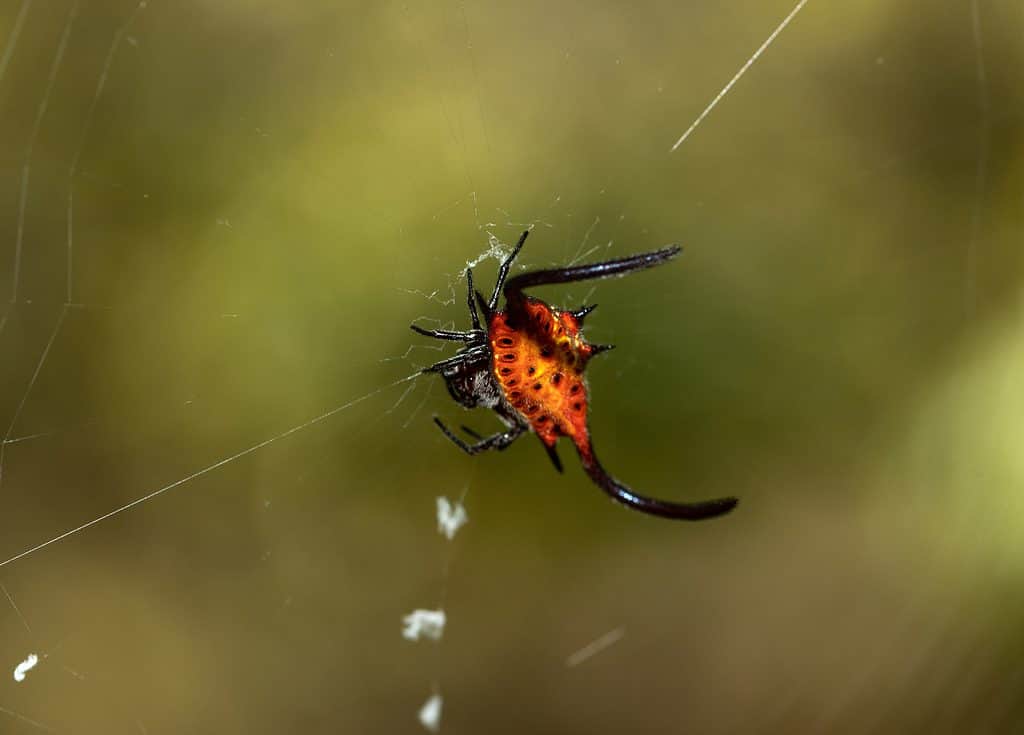 Long-Winged Kite Spider 2