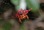 Spiny-backed orb-weaver