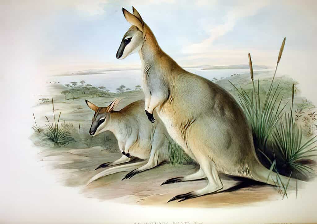 Toolache Wallaby