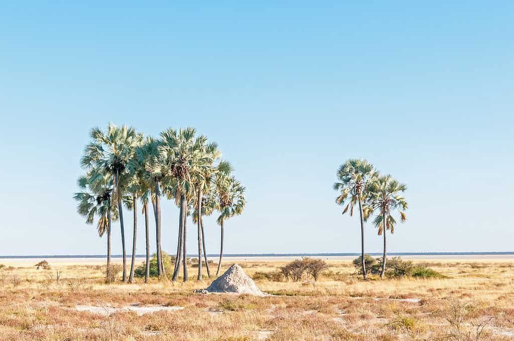 makalani palm trees