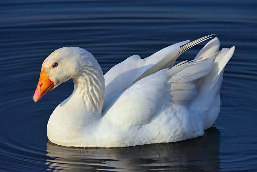 Male pilgrim goose