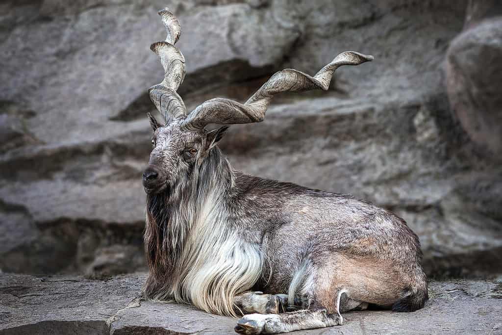 A Markhor, a wild goat found in the mountains of Central and South Asia
