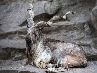 Markhor Picture