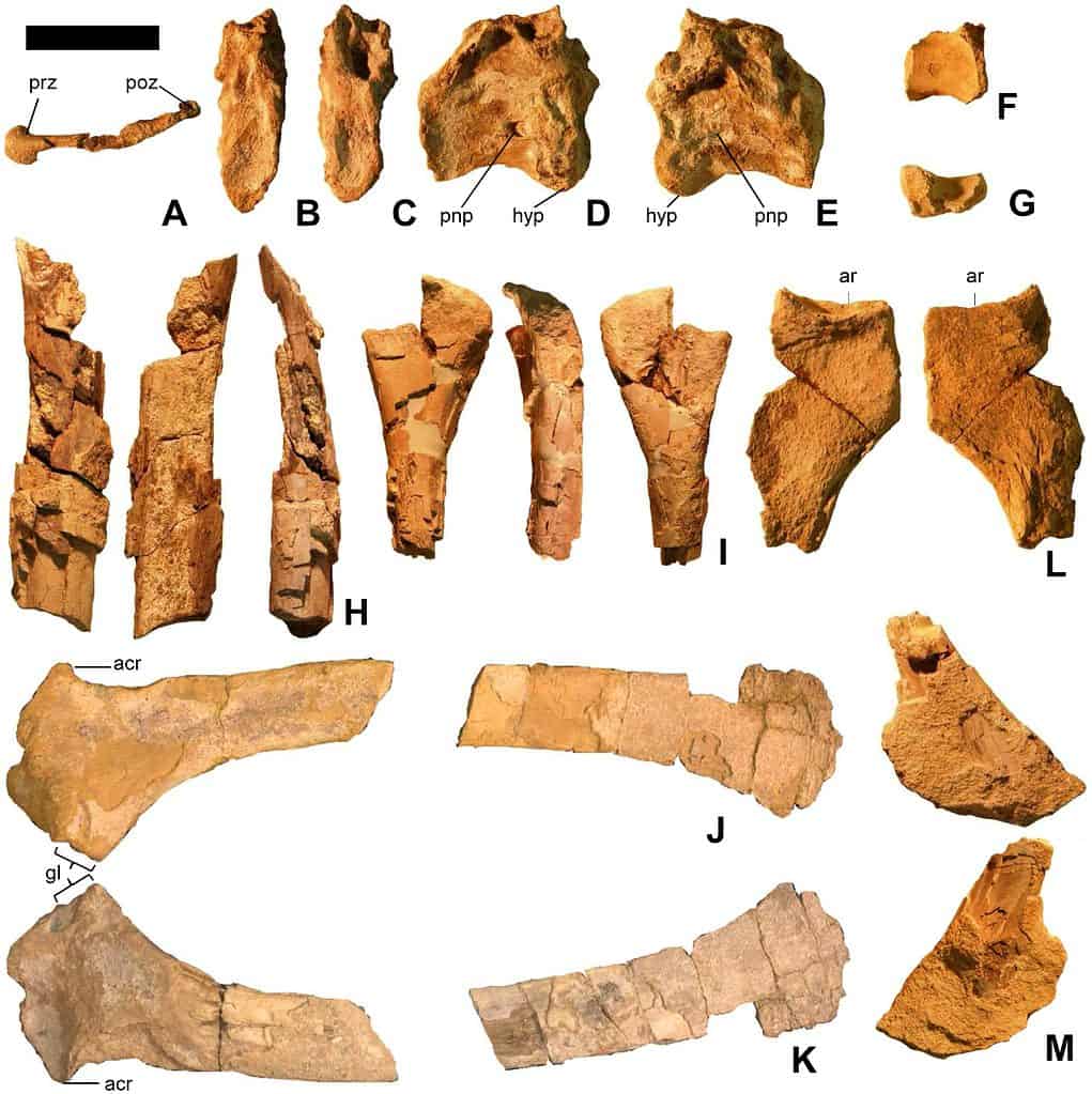 Martharaptor bones found in Utah