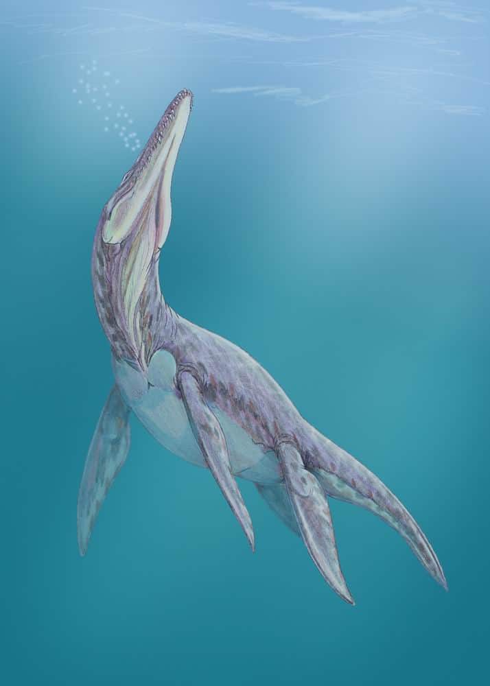 Megalneusaurus