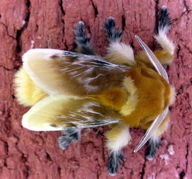 Macro of a Southern flannel moth. The moth is facing the right. It is an overhaed shot. The moth is quit hairy and is tan with black and yellow accents. It is on brick red background.