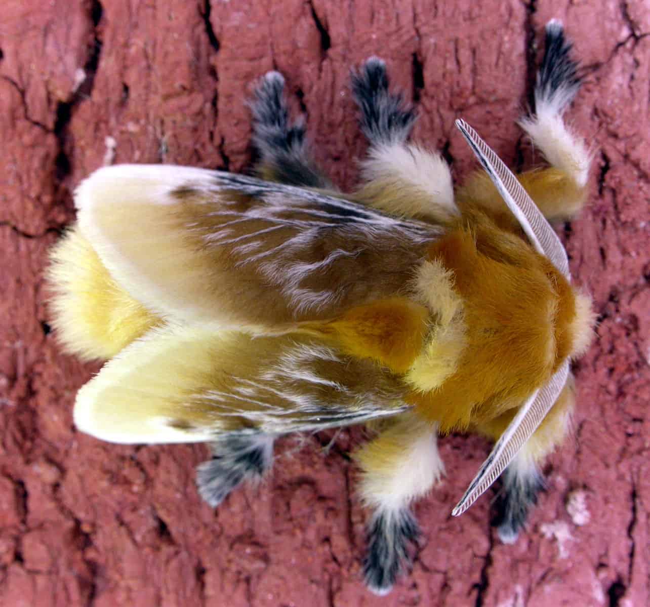 Puss Caterpillar Insect Facts Megalopyge Opercularis A Z Animals