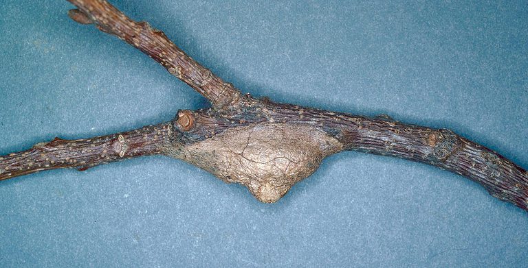 The cocoon of a puss caterpillar is visible center frame. It is attached to a Y shaped tree limb. The limb is horizontal, making the Y of the limb sideways. The cocoon which is mostly shades of gray, is triangular with it'd point facing down. The cocoon is attached to th lower lomb. right below ere it forks into a sideways Y. Against blue isolate.