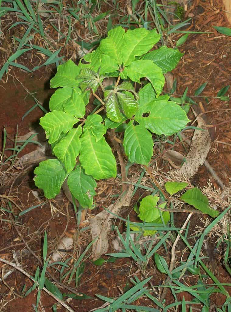 Meru Oak