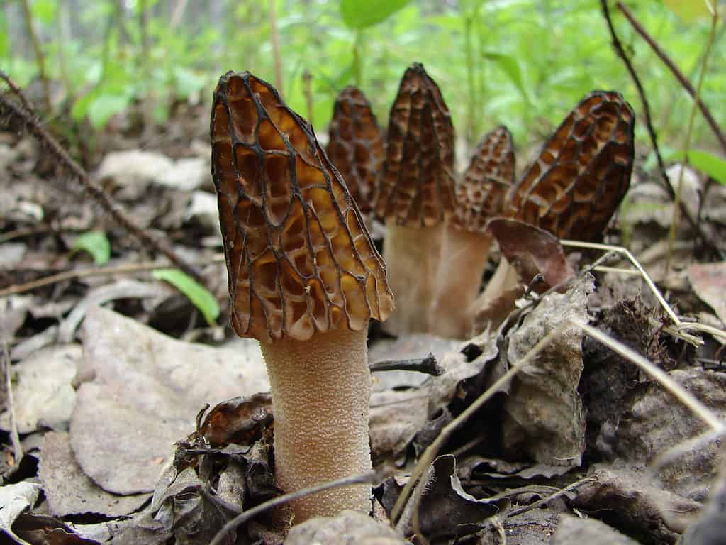 Morchella angusticeps