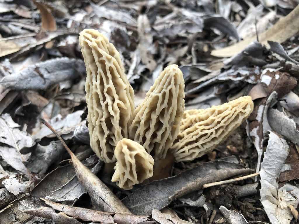 Morchella rufobrunnea, morel mushroom