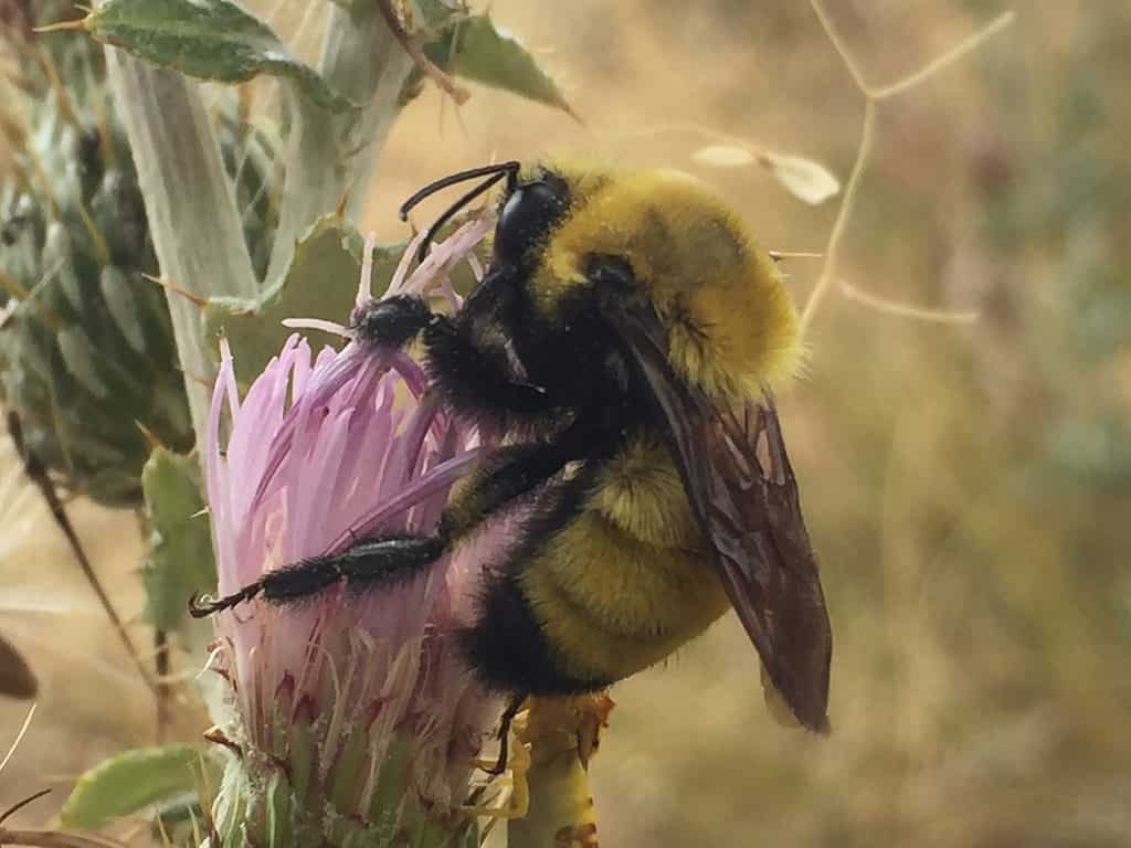Morrison's Bumble Bee