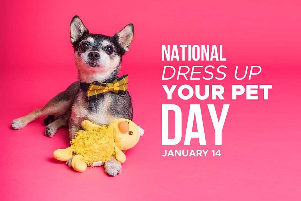 National Dress Up Your Pet Day