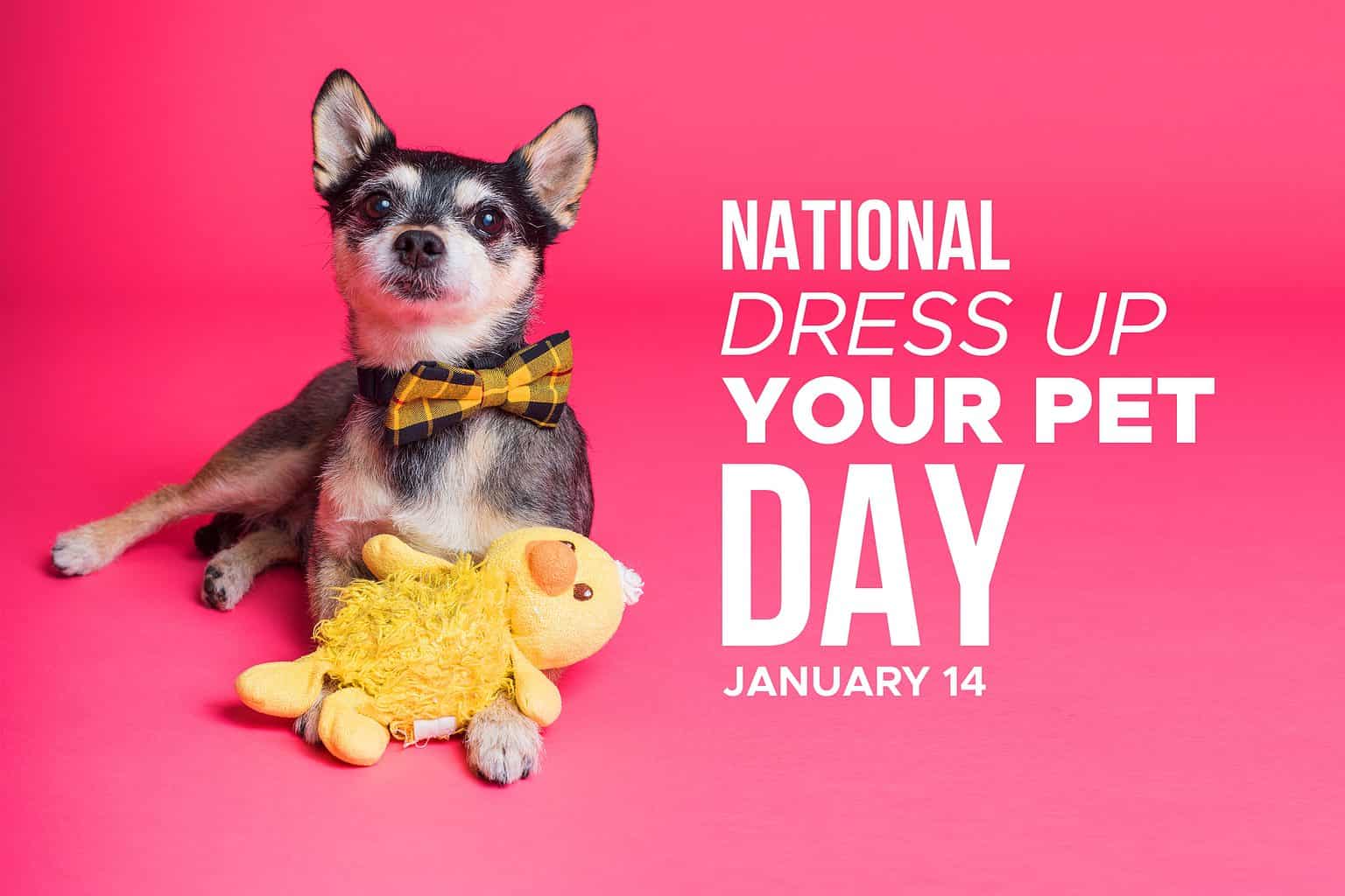 National Dress Up Your Pet Day Is January 14, 6 Fun Ways to Celebrate ...