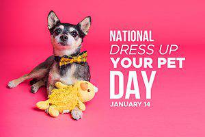 National Dress Up Your Pet Day Is January 14, 6 Fun Ways to Celebrate Picture