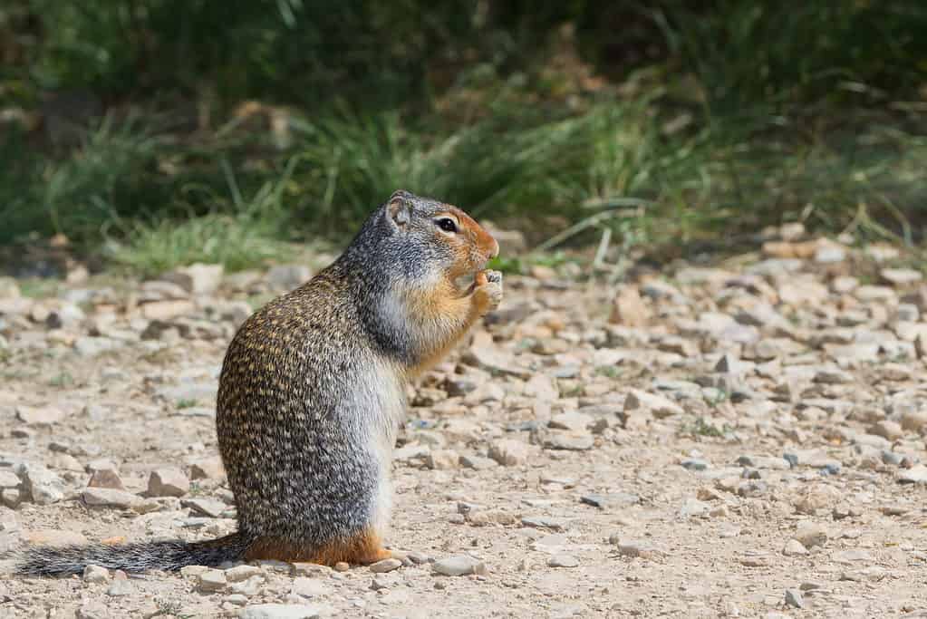 Northern Idaho Ground Squirrel