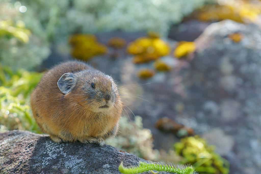 A Northern Pika in Hokkaido, Japan