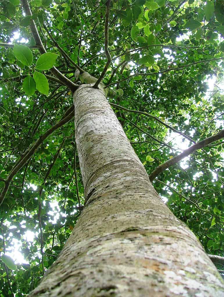Stinkwood tree (Ocotea bullata)