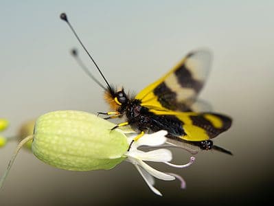 A Owlfly (Ascalaphidae)