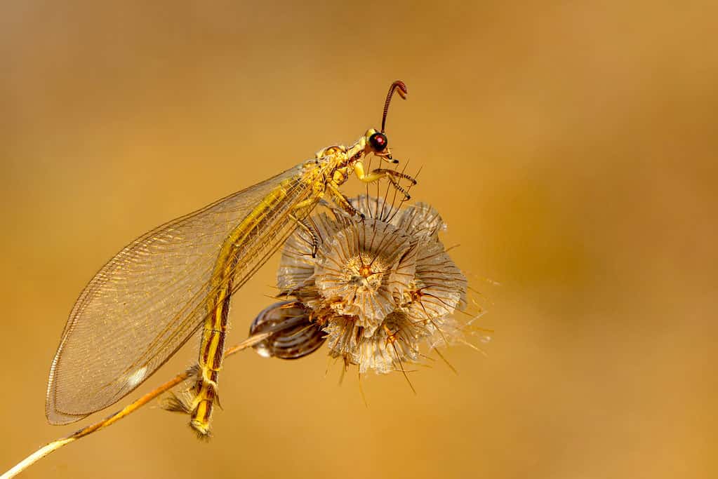 Owlfly 3
