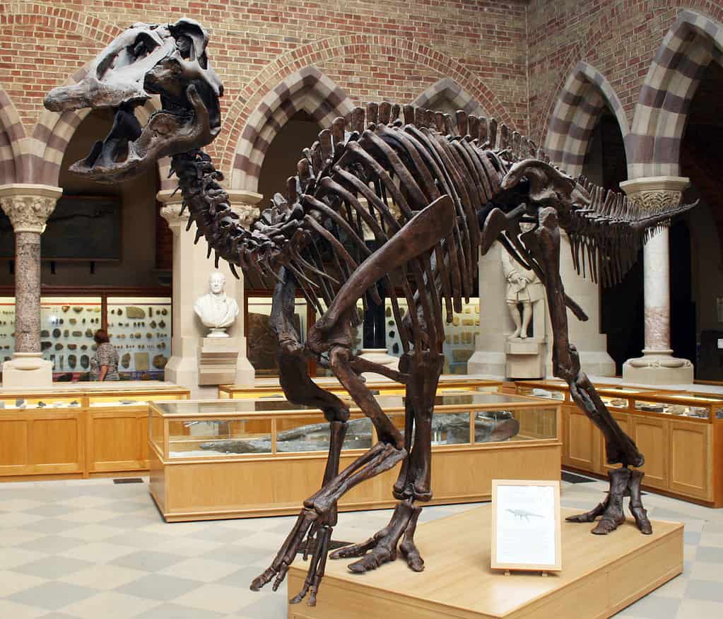 Mounted replica of a composite skeleton of Edmontosaurus annectens on display at the University of Oxford Museum, Oxford, England. The original skeleton is compiled from disarticulated fossil bones from a bonebed of the Hell Creek Formation, exposed in the Ruth Mason Quarry in Harding County, South Dakota.