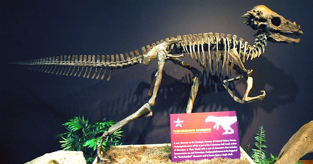 Pachycephalosaurus wyomingensis skeleton