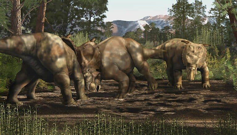 Pachyrhinosaurus perotorum