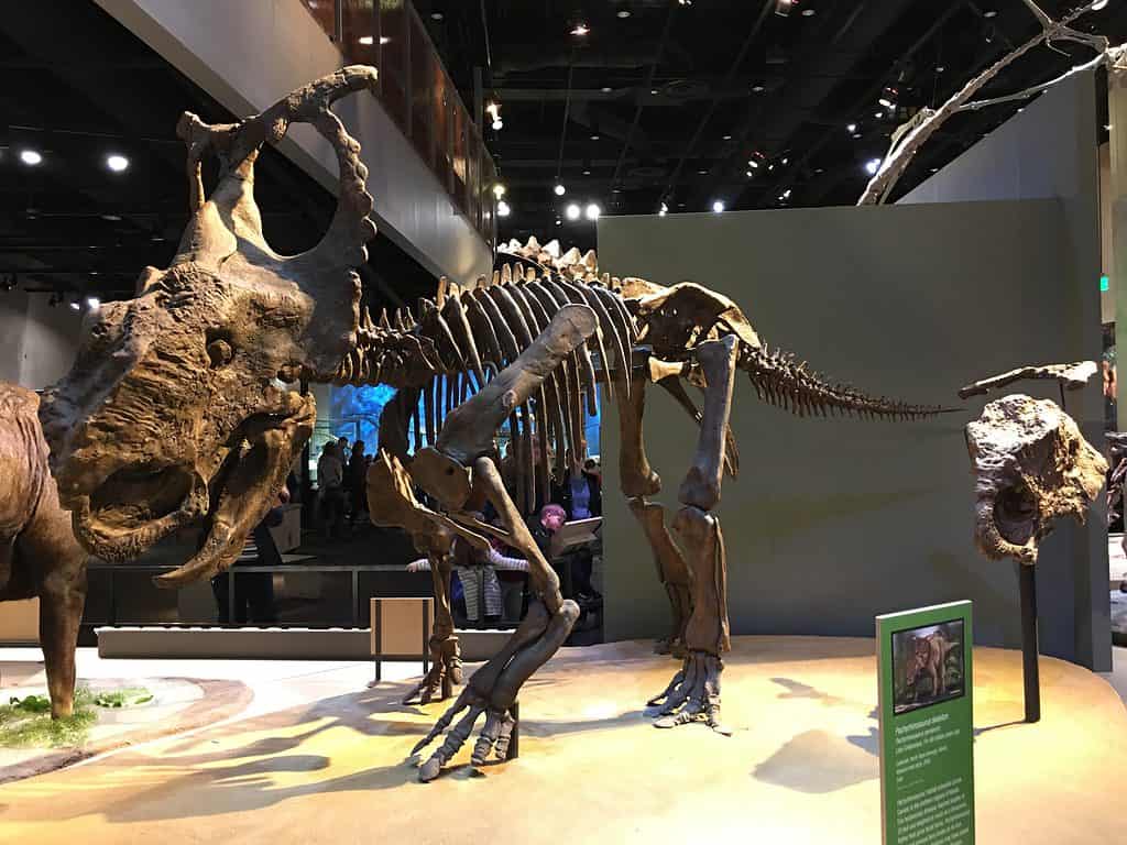 Pachyrhinosaurus perotorum skeleton
