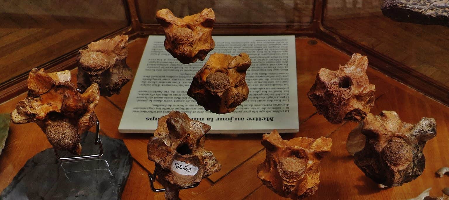 Colossaeus Palaeophis Animal Facts - Palaeophis - A-Z Animals