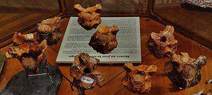 Colossaeus Palaeophis Animal Facts - Palaeophis - A-Z Animals