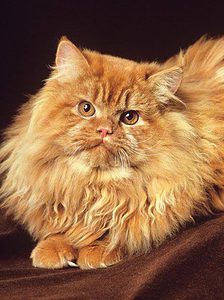 Persian Cat vs. Himalayan Cat Picture
