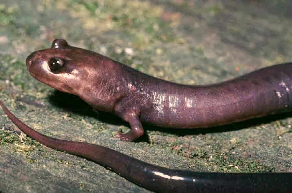 A slender salamander sittign on a rock, close up view. 