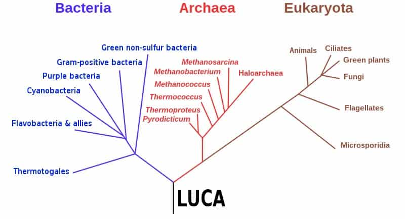Phylogenetic tree of life