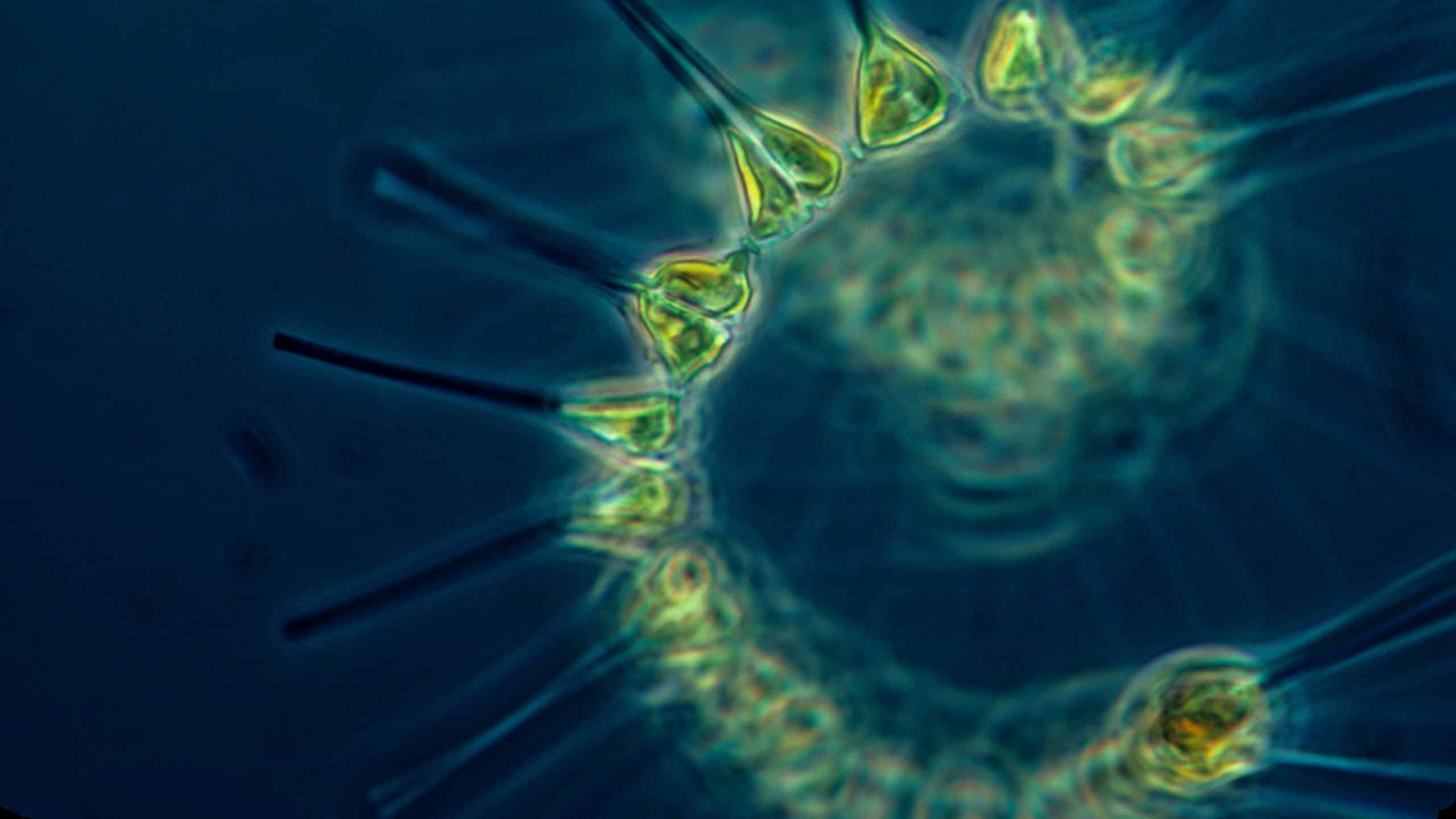 Phytoplankton