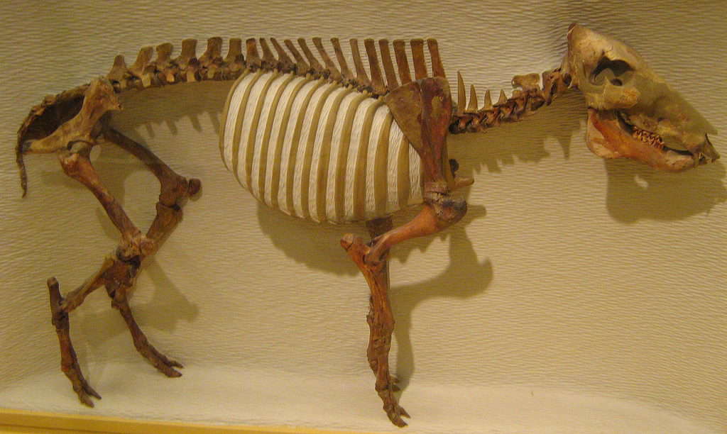 Playgonus compressus at Harvard Museum of Natural History