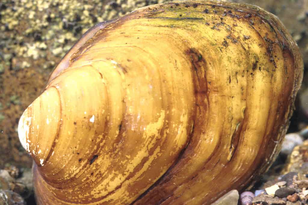 sheepnose mussel