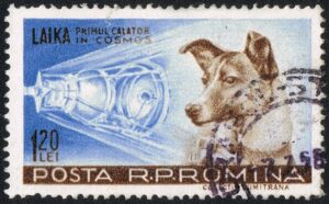 Meet Laika – The First Dog in Space Picture