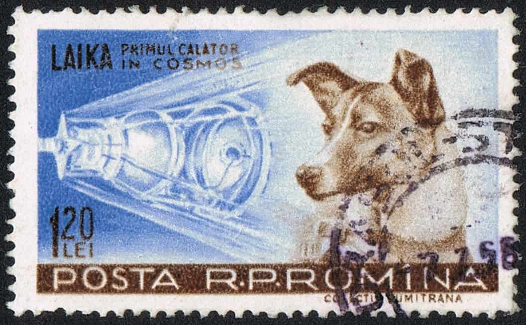 Laika, the first dog to orbit earth.