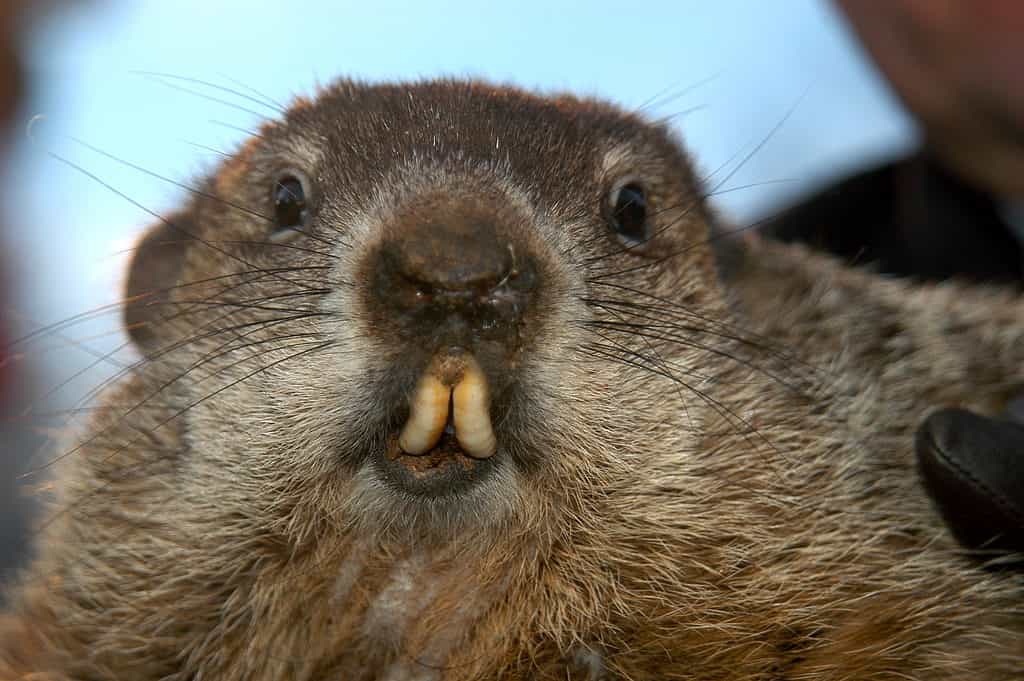 Punxsutawney Phil 2024 - Wally Jordanna