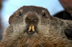 Discover Groundhog Day 2023: Details, Past Results, and This Year’s Result! Picture