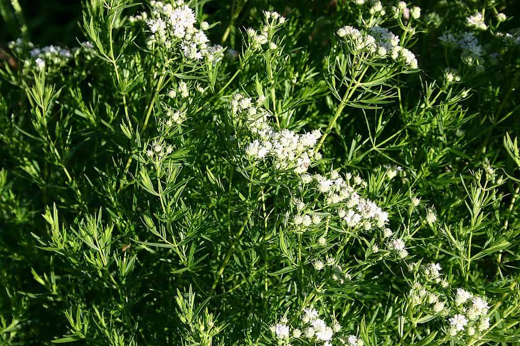 Pycnanthemum tenuifolium