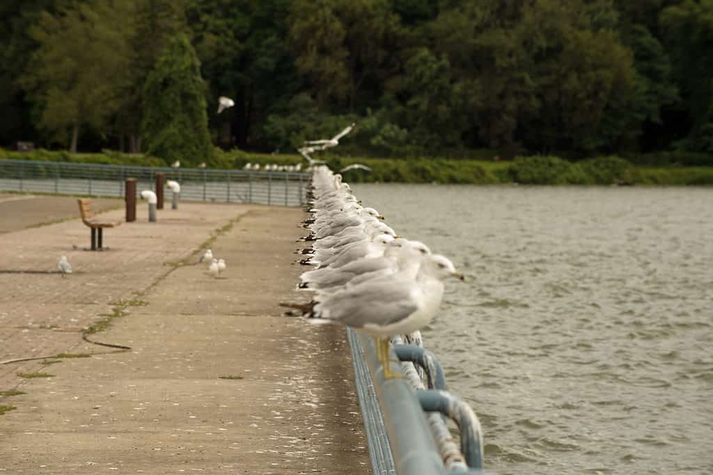 Seagulls at Pymatuning Reservoir in Ohio