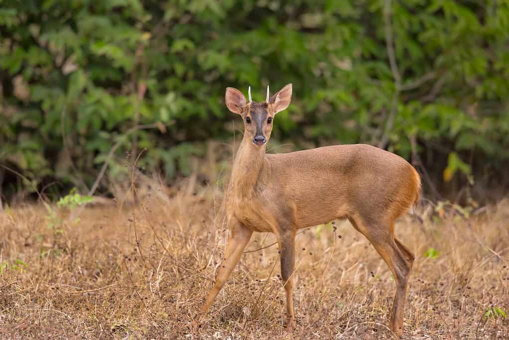 Red Brocket