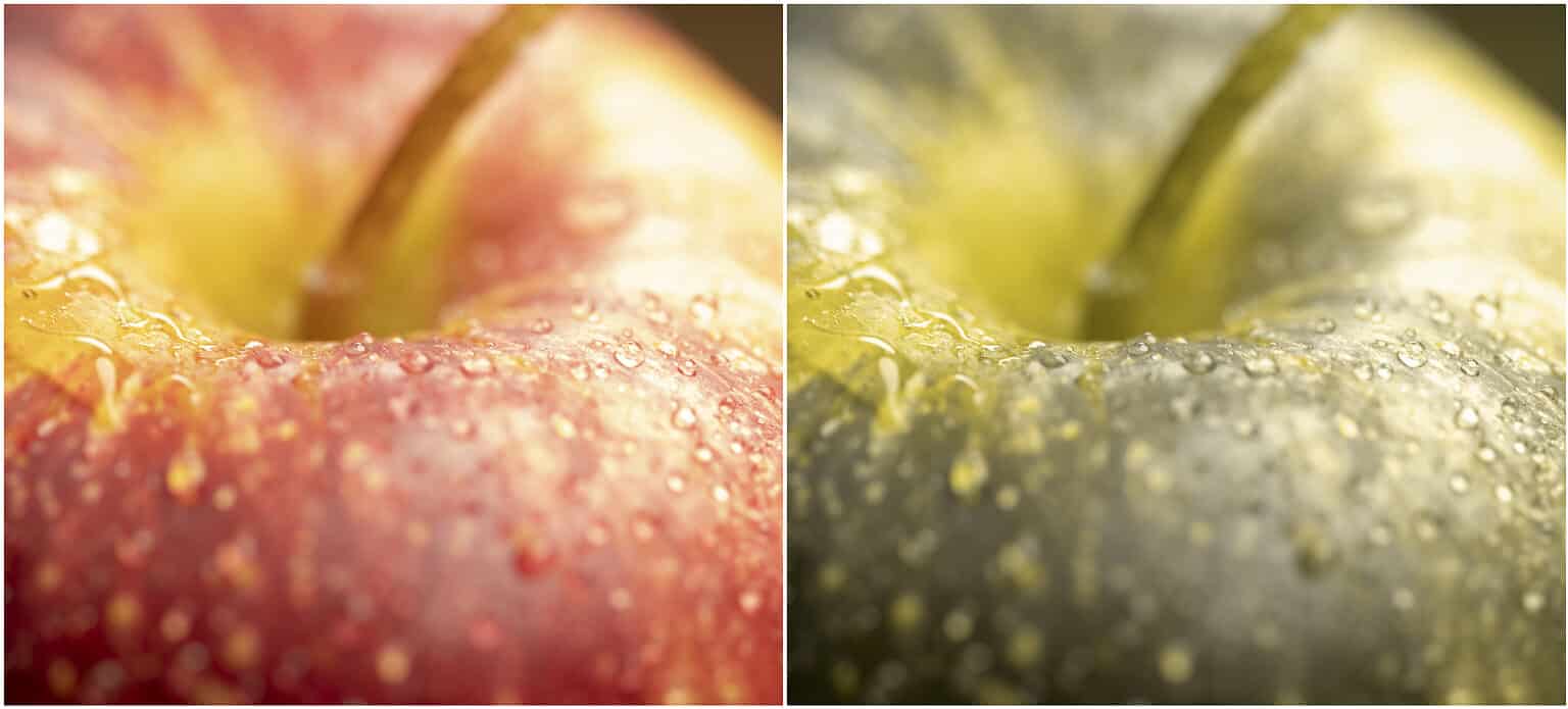 Can Dogs See Red? Does the Shade Matter? AZ Animals