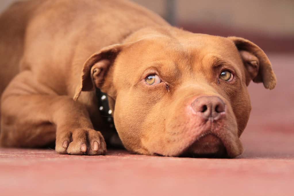 Red Nose Pit Bull Looking Up